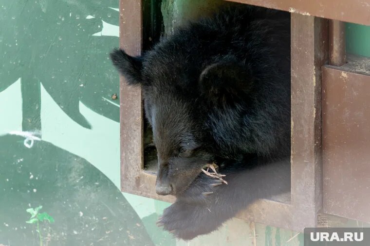 Медведи в Пермском зоопарке последний раз показываются публике. Фото: Руслан Яроцкий © URA.RU