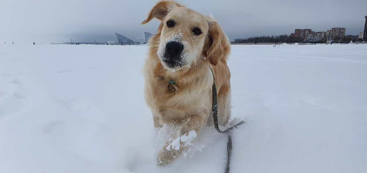 Любимые зимние ритуалы золотистых ретриверов