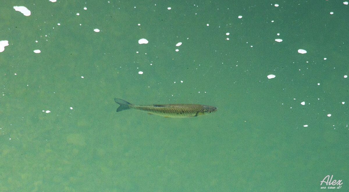 Рыба храмуля. В самой чистой реке в Кахетии. 