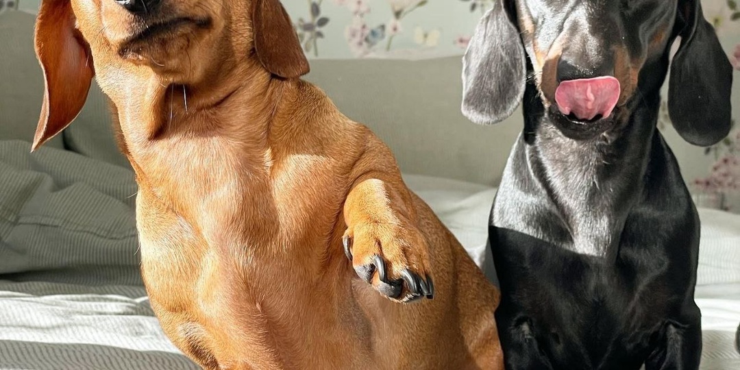 Мозг любит сходства, но учится на различиях