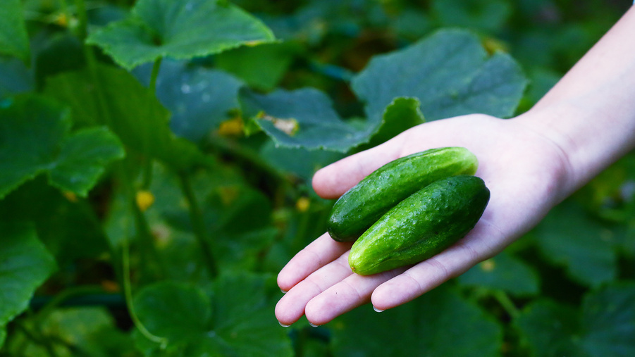 Мой урожай в конце мая, когда у соседей только рассада