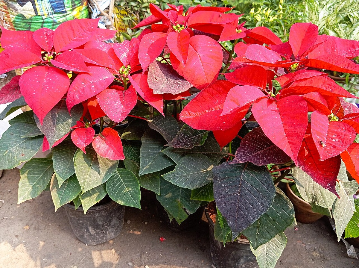 Пуансеттия в Калькутте, Западная Бенгалия, Индия