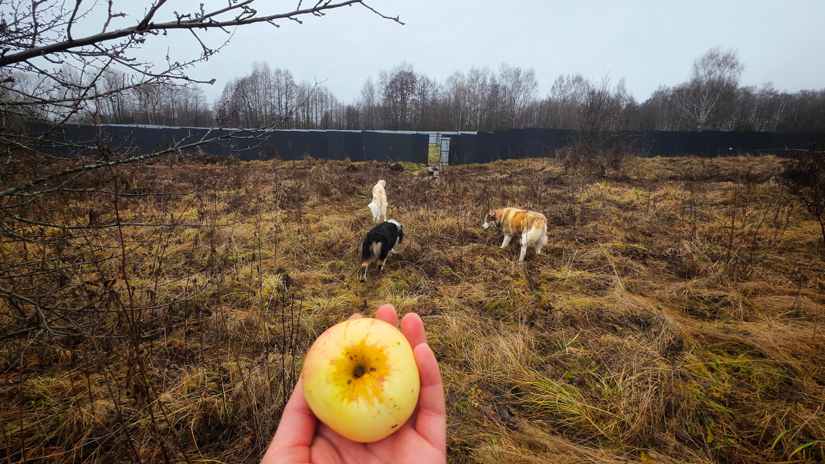 Дорога на пасеку