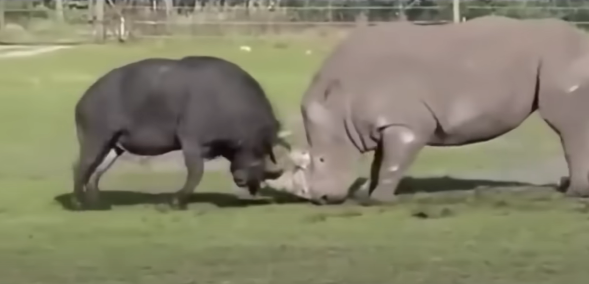 ХРАБРЫЙ БУЙВОЛ АТАКУЕТ НОСОРОГА В ЛОБ