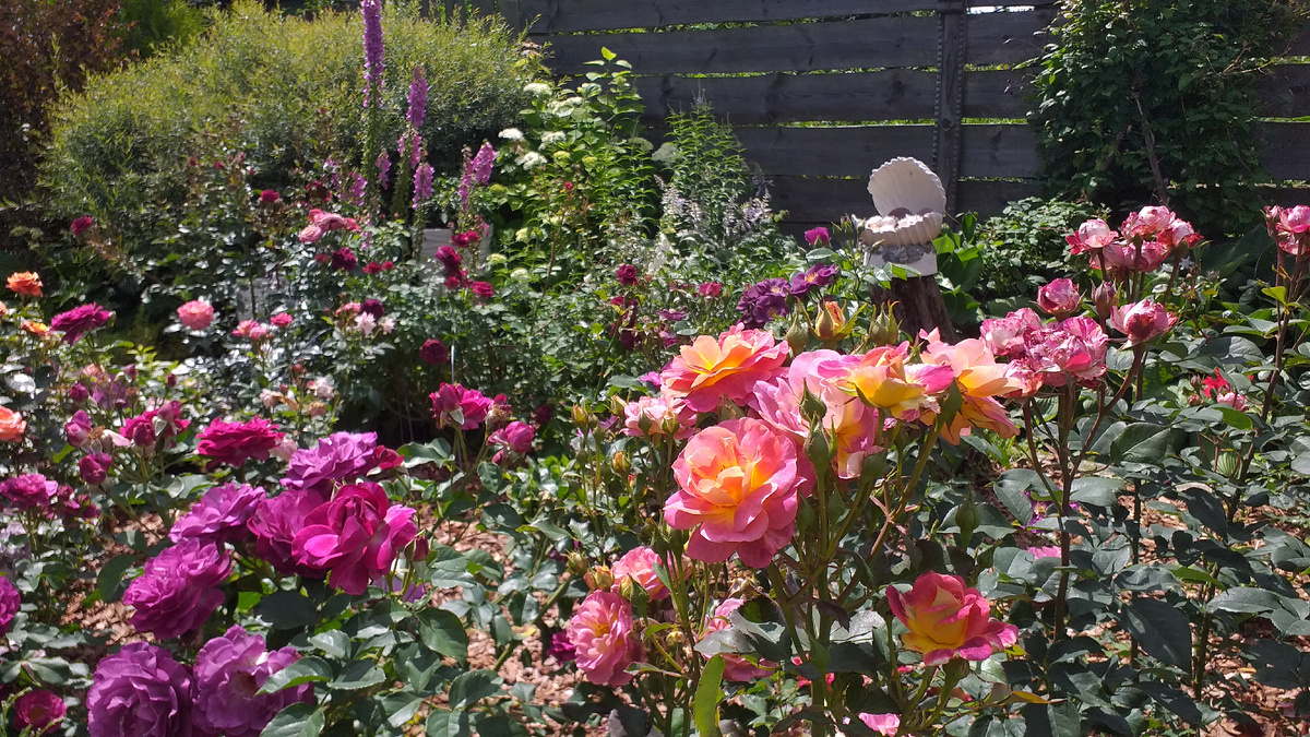 фото автора, на переднем плане розы Блю Иден и Приер де Сан Косм