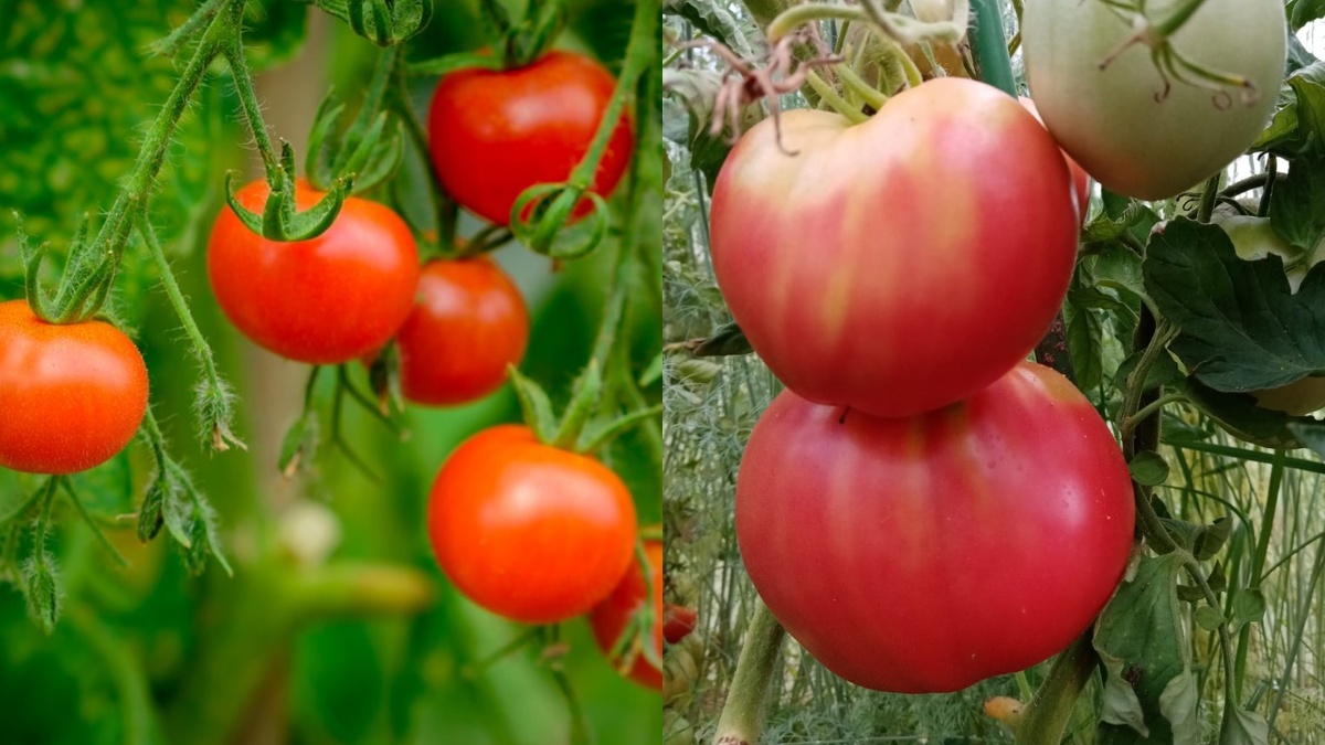 Вот разница между разрекламированными сортами и проверенным временем