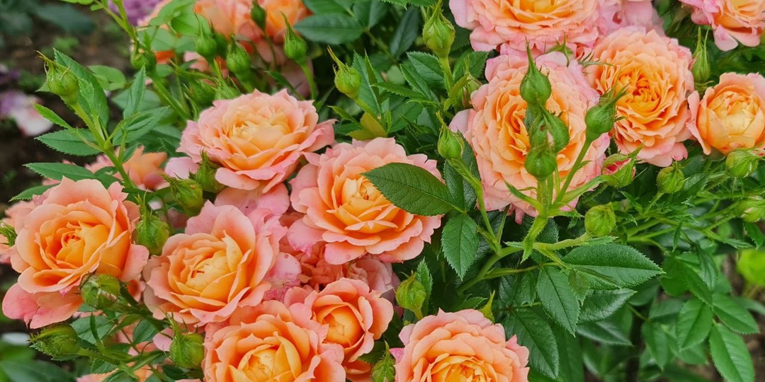 Если хотите неприхотливую розу, которая цветет всё лето, выбирайте её