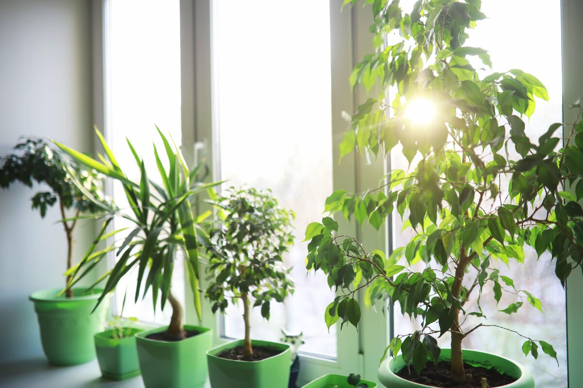 Зимний стресс у комнатных растений: почему желтеют листья и как помочь цветам пережить короткий день