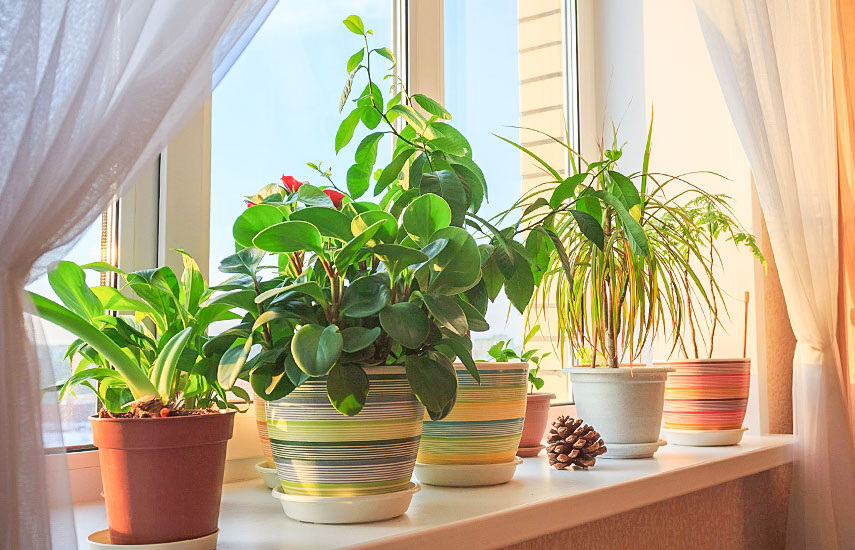 Зимний стресс у комнатных растений: почему желтеют листья и как помочь цветам пережить короткий день