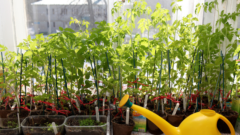 Одинаковая рассада в день посадки - честный старт эксперимента