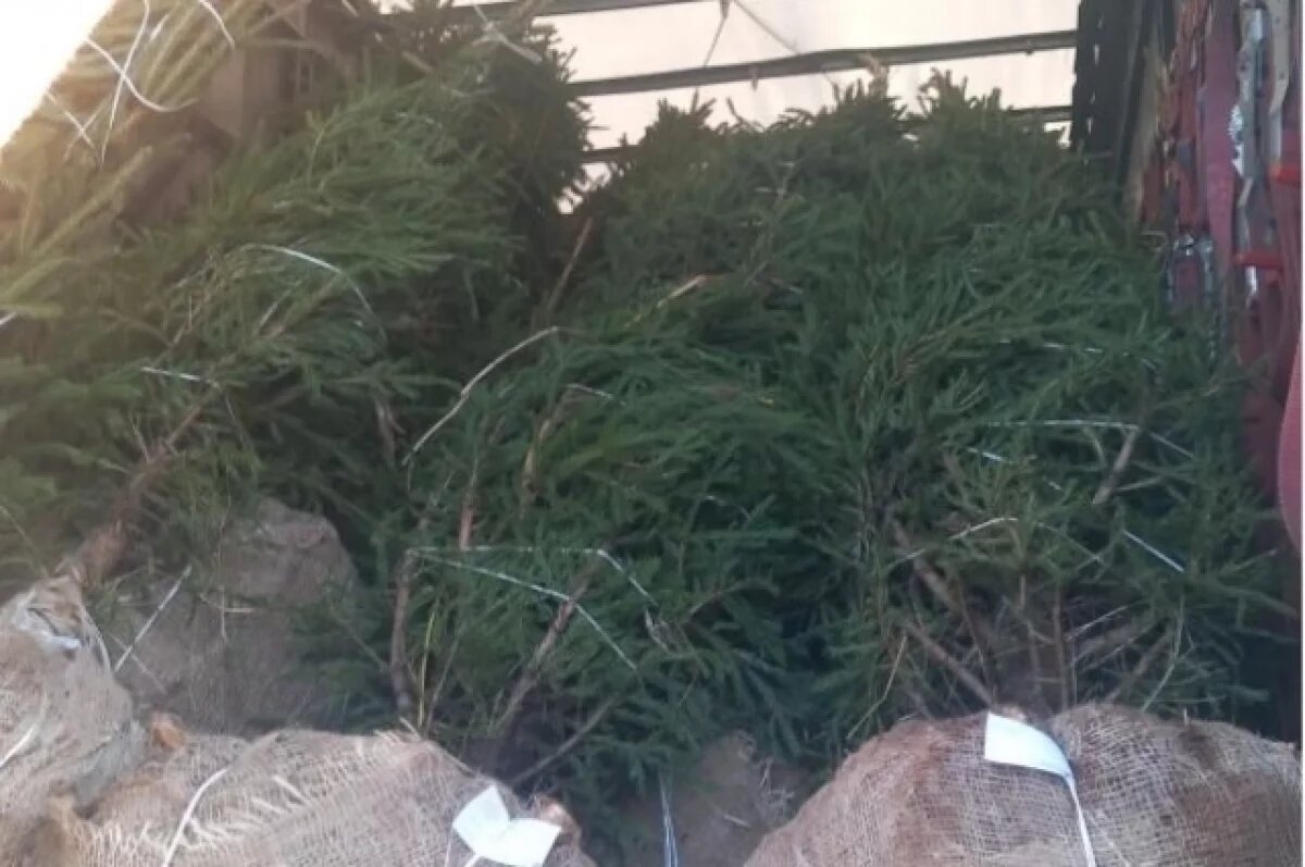    С начала года экспорт саженцев из Удмуртии в Казахстан вырос в 1,21 раза