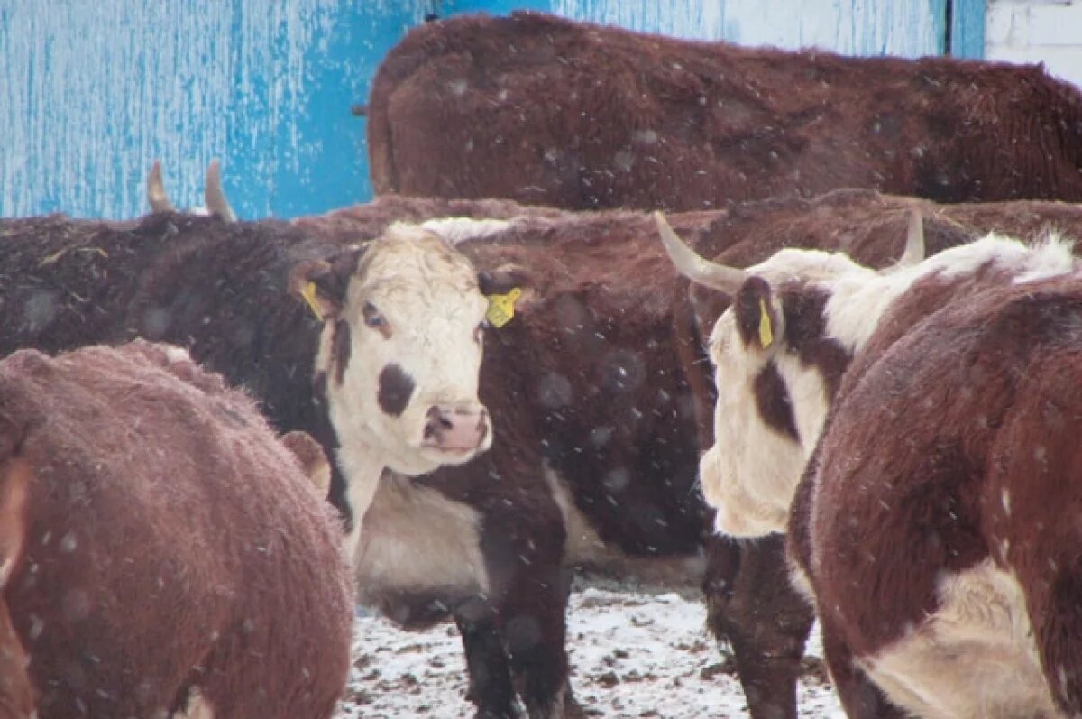    В Волгоградской области закрыли ферму из-за вспышки бруцеллеза