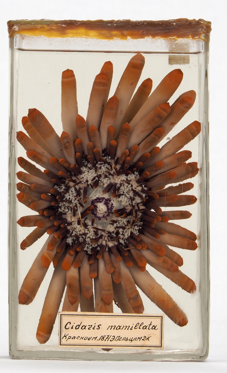 Из коллекции Зоомузея и гербария КФУ