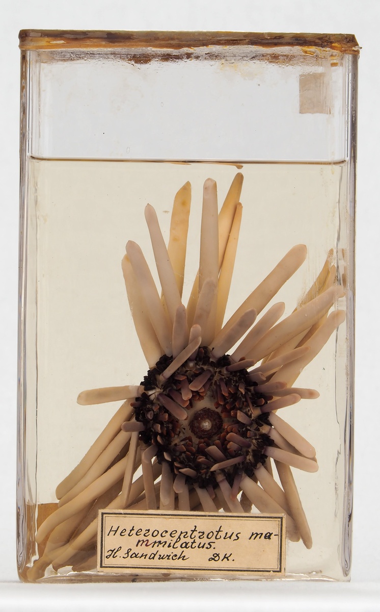 Из коллекции Зоомузея и гербария КФУ