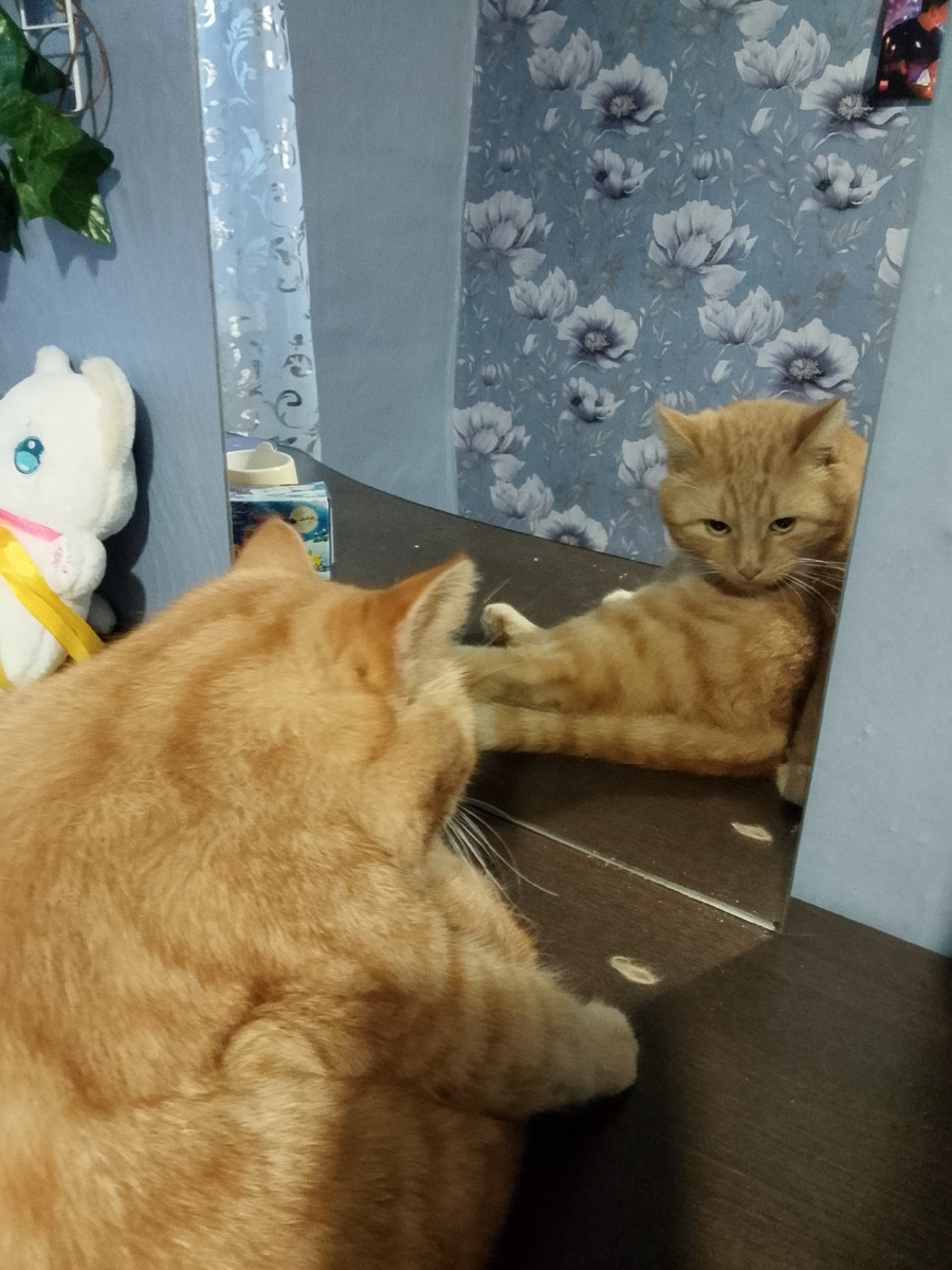 Свет мой зеркальце, скажи, да всю правду доложи: яль для Ленки всех милее, всех рыжее и наглее?.. 