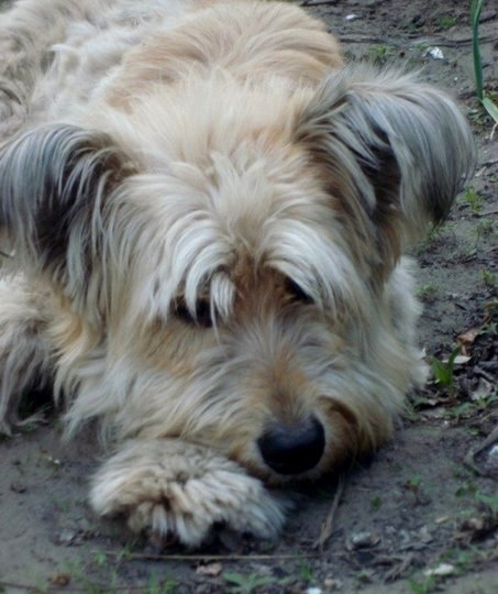 Не выбирайте друга по рекламе