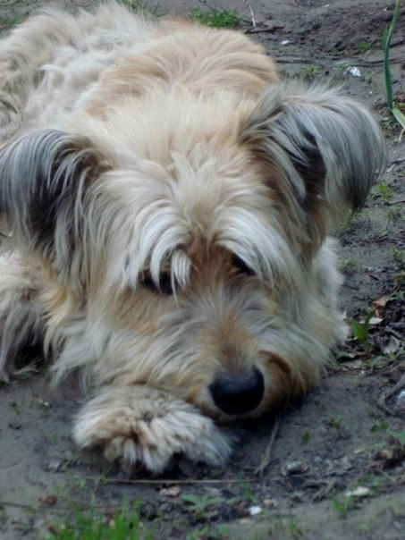 Лиза. Беспородная, но от этого не менее любимая