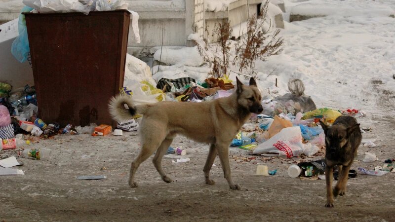    Бродячие собаки. Бездомные собаки. Дмитрий Кудрявцев, altapress.ru