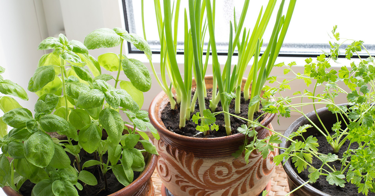 Свежая зелень среди зимы: как легко вырастить зелёный лук, петрушку и кресс-салат на подоконнике