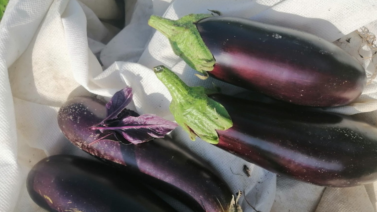 Долгие годы выращивал классические баклажаны