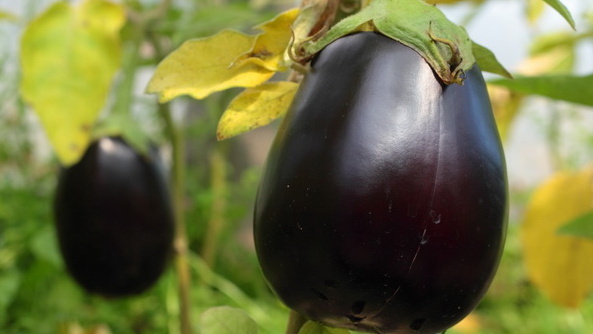 Гибрид Клоринда F1 в период массового плодоношения - результат 4,5 кг с куста