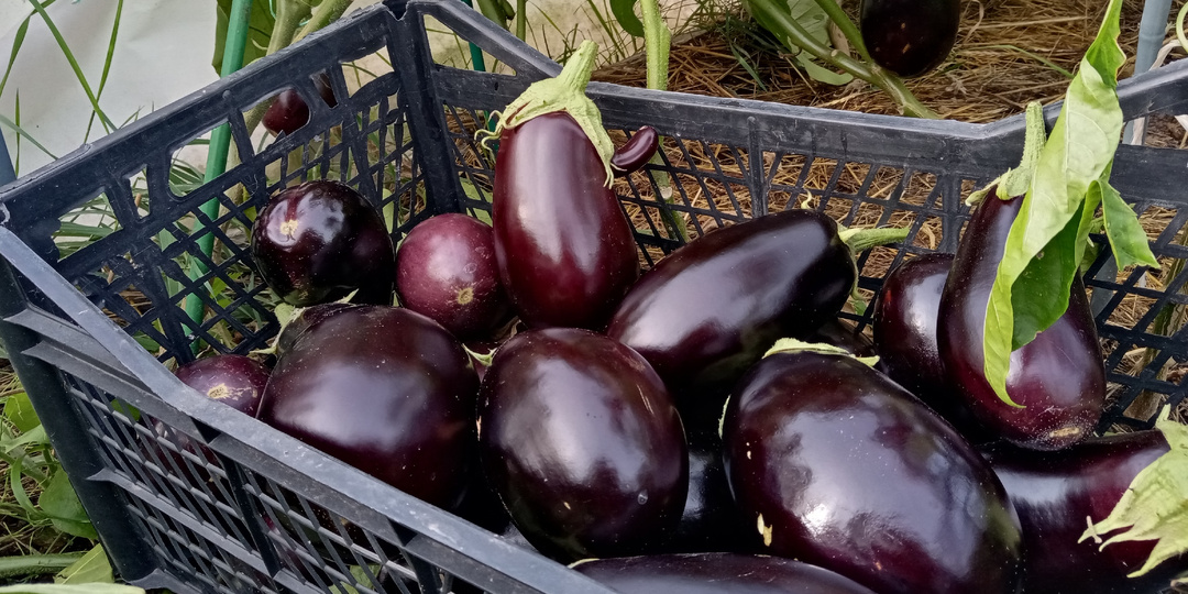 Отказался от прежних сортов баклажанов. 5 новых дают урожай до 6 кг