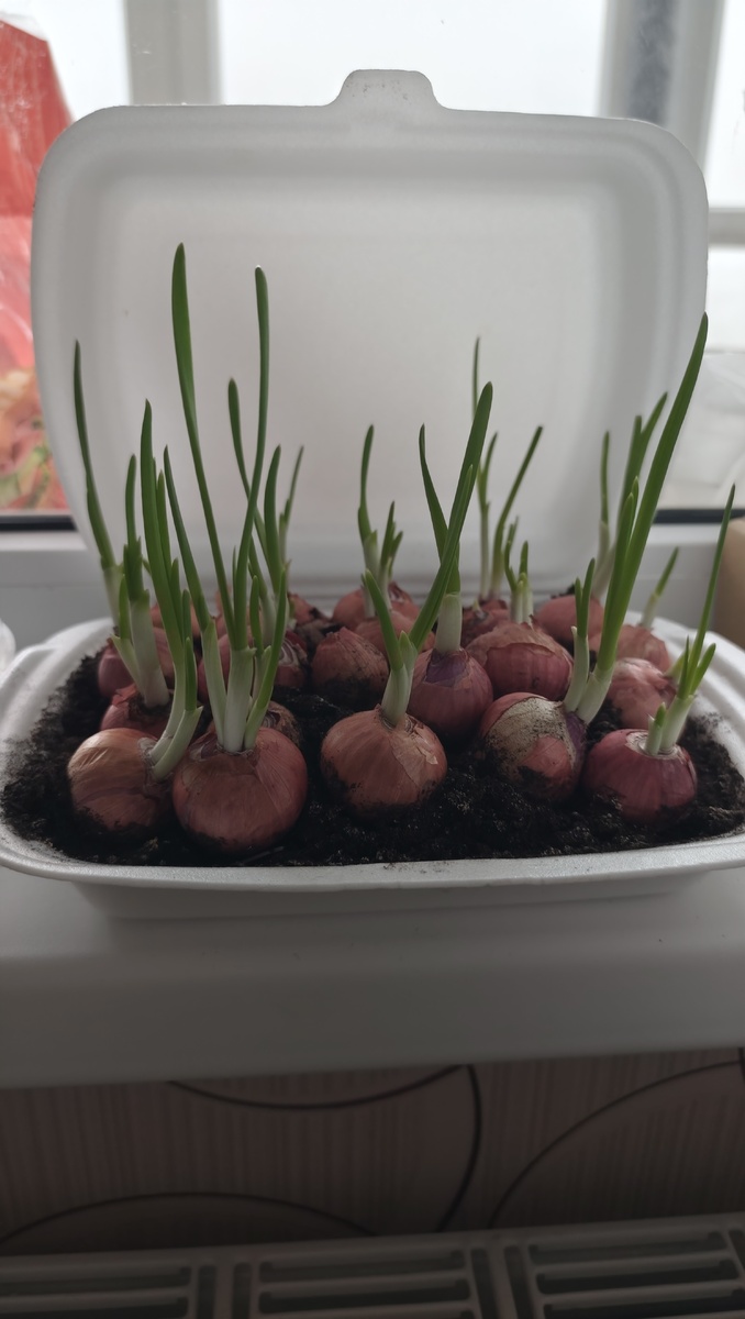 За неделю вырос 