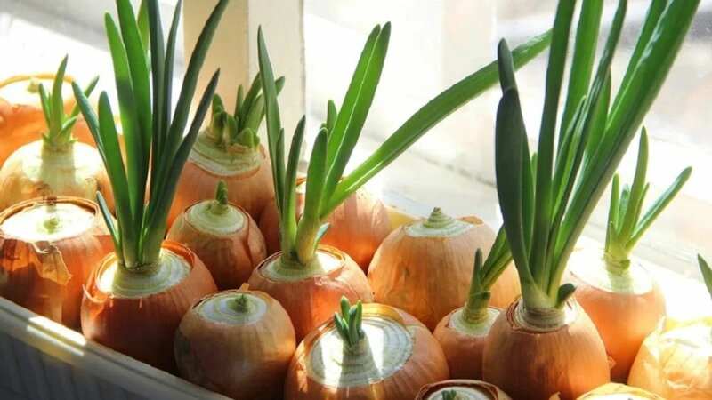 Зимний урожай на подоконнике: секреты выбора и посадки луковиц для зелёной выгонки в квартире
