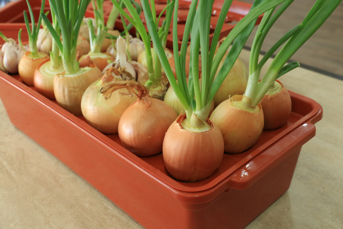 Зимний урожай на подоконнике: секреты выбора и посадки луковиц для зелёной выгонки в квартире