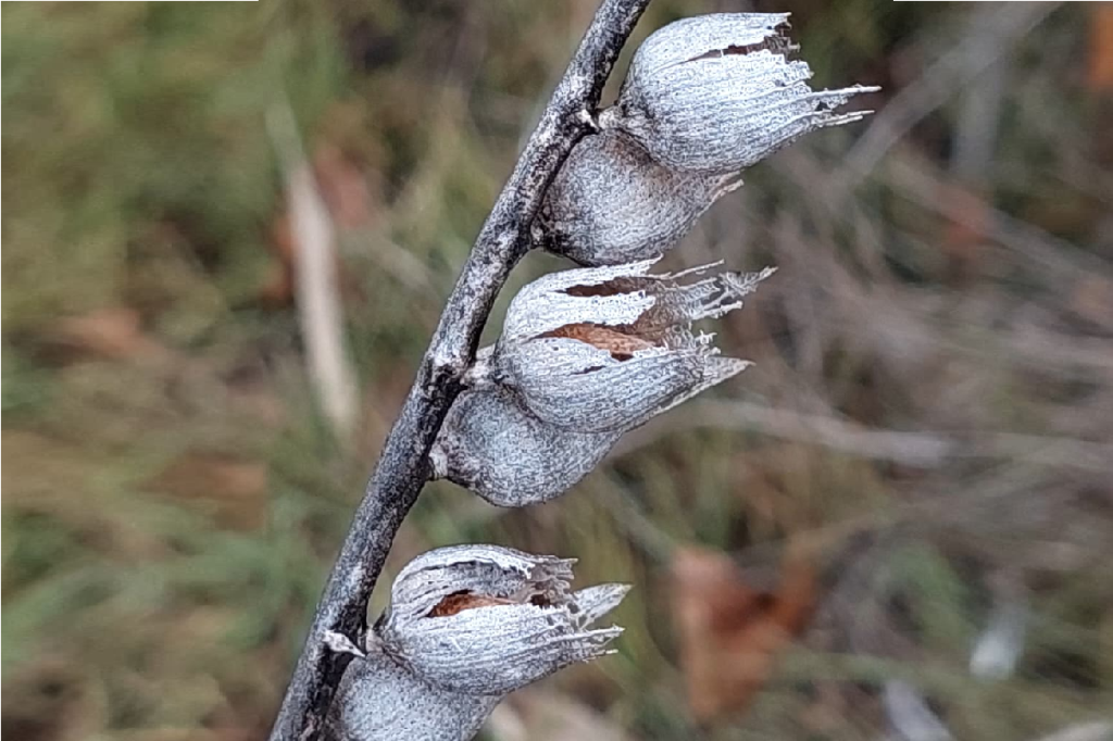   Фото редакции "СВ" Марина Ецкова