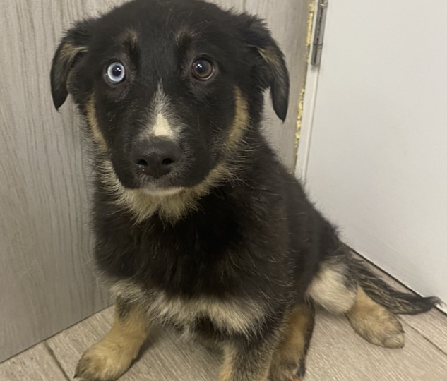 Ромашка. Двухцветные глазки. Грозит улица...