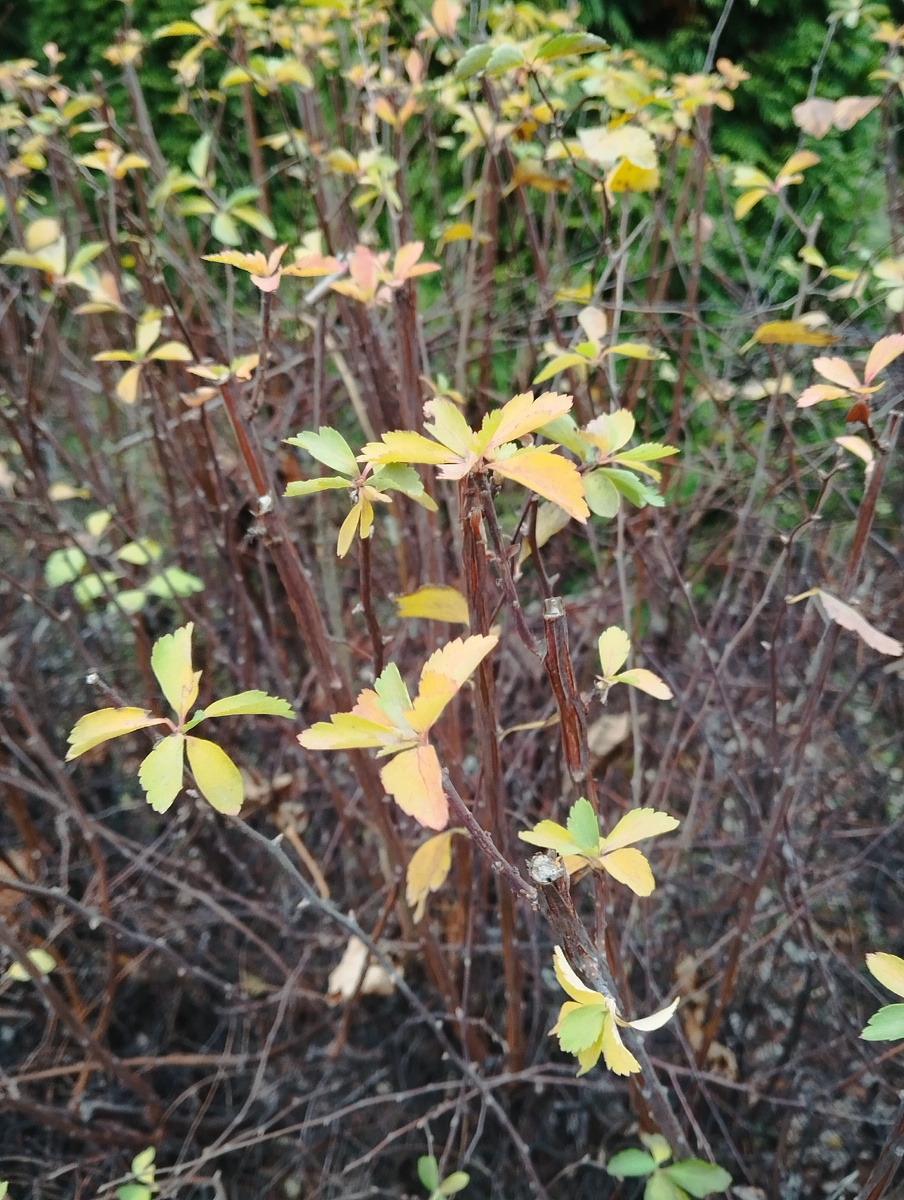 Декабрь в Отрадном. Фото автора, ЗДЕСЬ и далее.