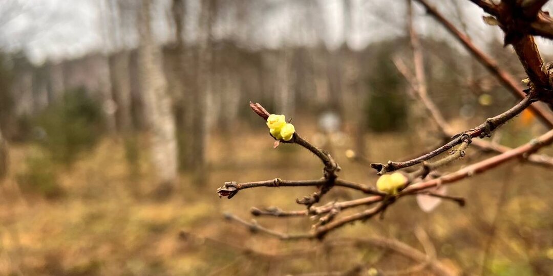 В Лосином острове в декабре зацвела жимолость