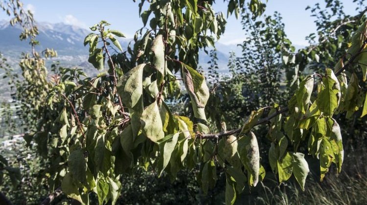    Фото: Carole Parodi, Agroscope
