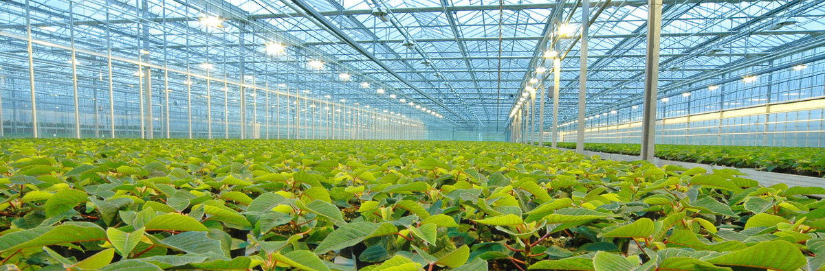 Промышленные и фермерские теплицы под ключ по всей России