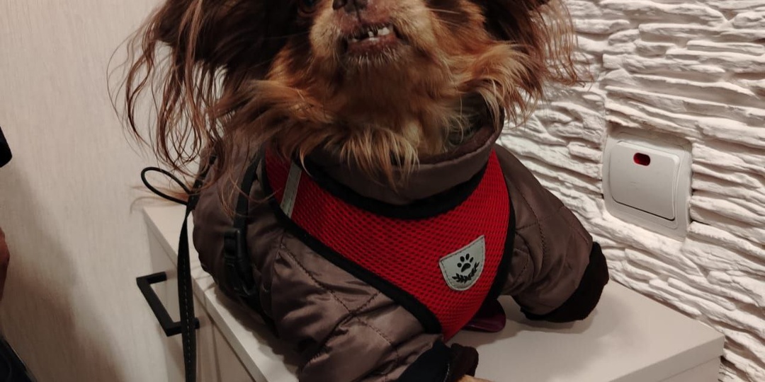 Очень просим помочь нашим особенным питомцам