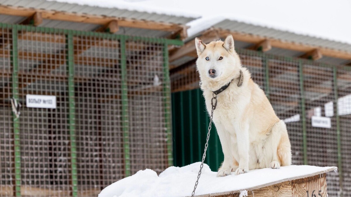    Фото: Федор Воронов/«Ямал-Медиа»
