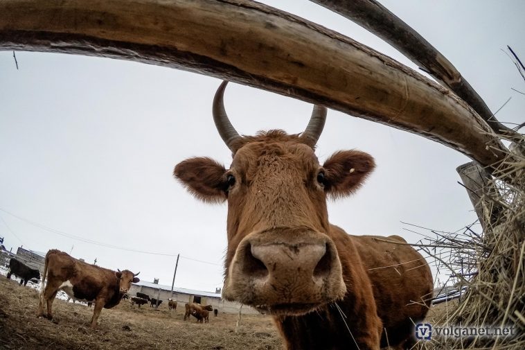 Фото: Алексей Копаев/ Volganet.net