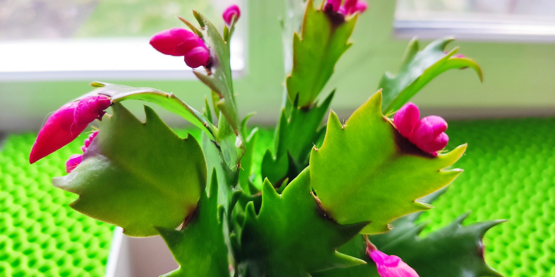 Хочешь шикарный декабрист? Тогда лови 5 простых секретов от профи 🌿