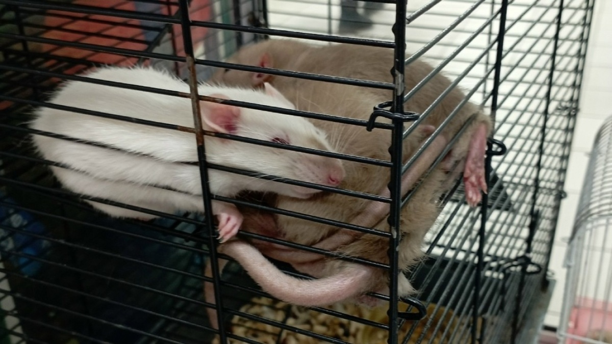    Заболеваемость ГЛПС в Саратовской области выросла почти в 2 разаНовости Саратова и области – Сетевое издание «Репортер64»