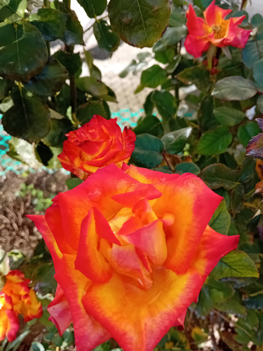 Авторское фото . 