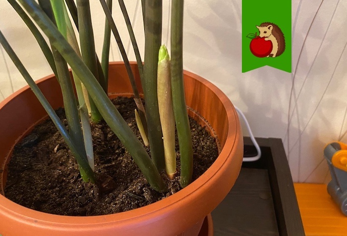 Почему замиокулькас не дает новые побеги: 5 факторов, тормозящих процесс