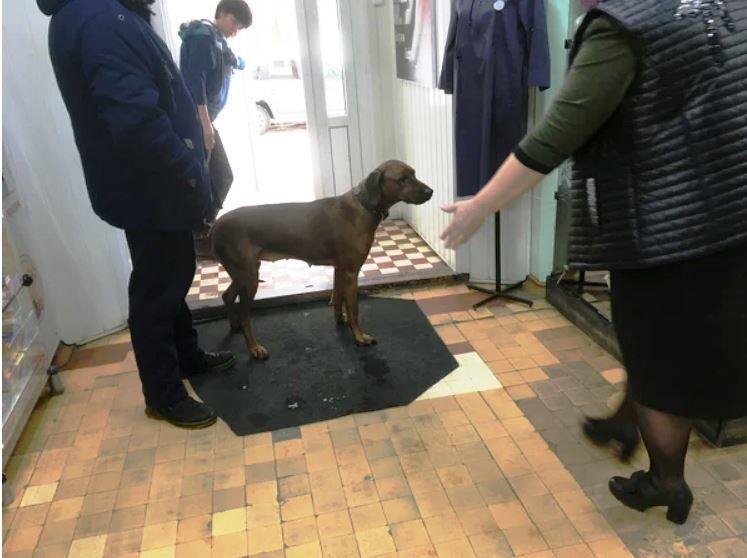 Продавцы вежливо попросили собаку выйти за двери. У них свой хозяин. И не было разрешения впускать с собаками или одних собак... Животное сразу вышло за дверь...