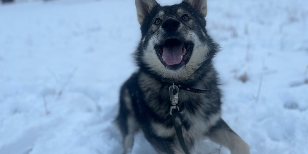 Налог заплачен, день Стольника прошел успешно