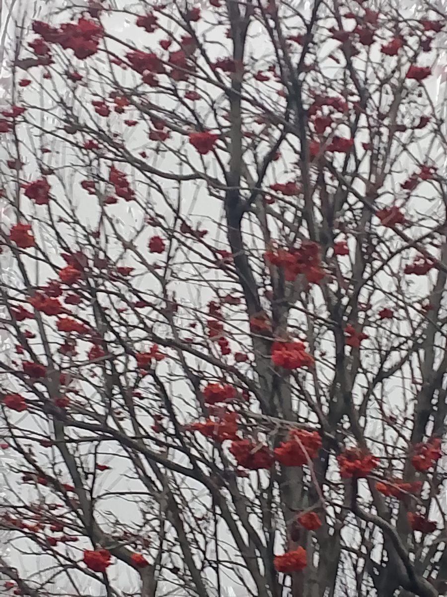 Пасмурно,серо и только гроздья красной рябины