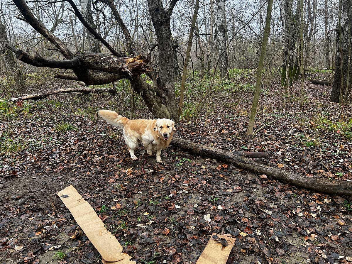 Барни на прогулке