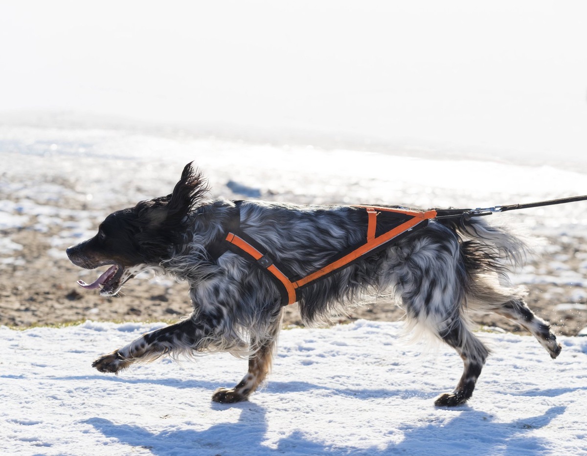    Каникросс — это спорт, объединяющий хозяина и собаку в одном ритме
