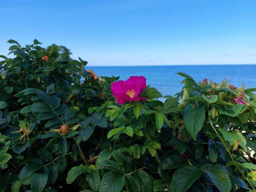 Аромат шиповника и морской воздух, увы, не прилагаются. Дзен пока такую возможность не поддерживает))