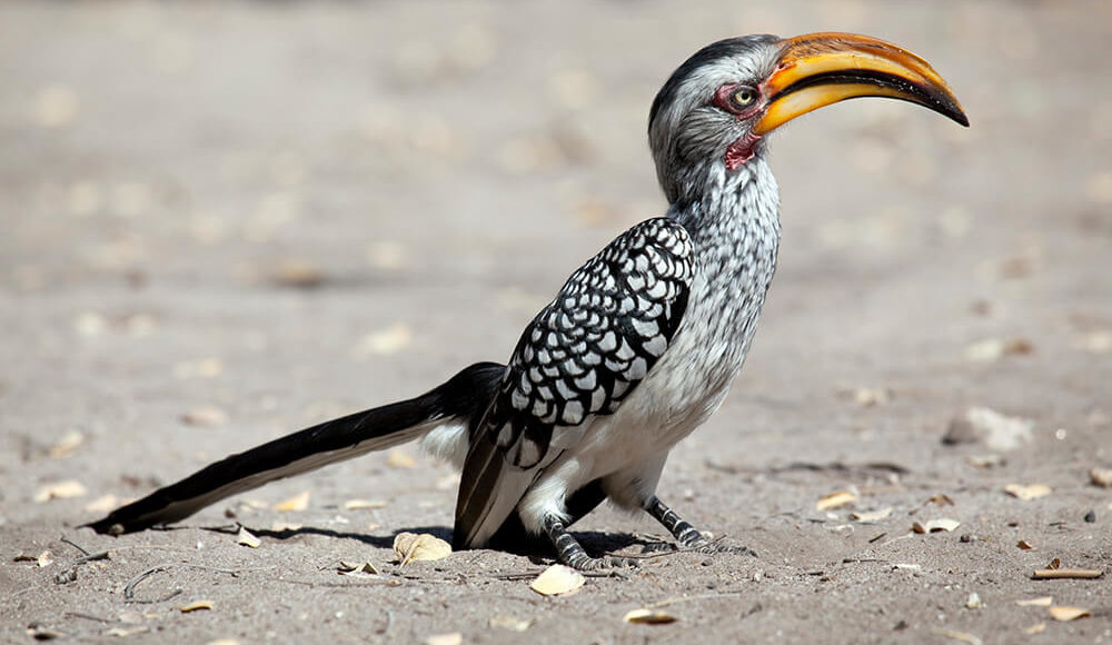    Фото: Зоологическое общество Сан-Диего