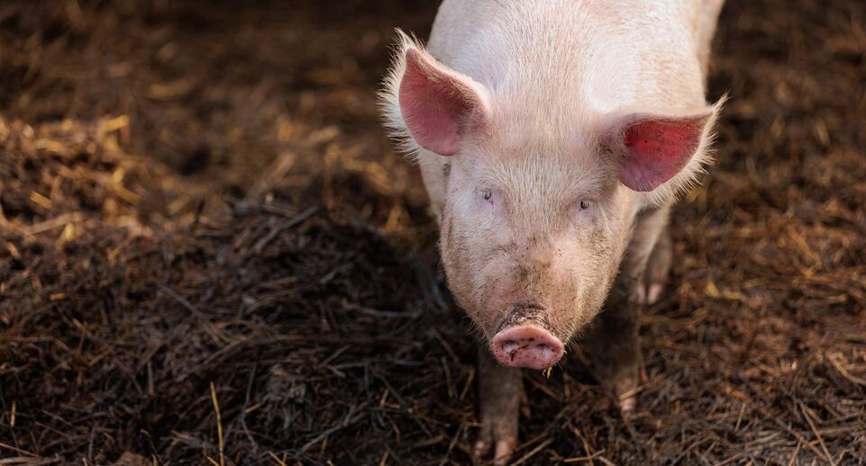    Медиасток.РФ